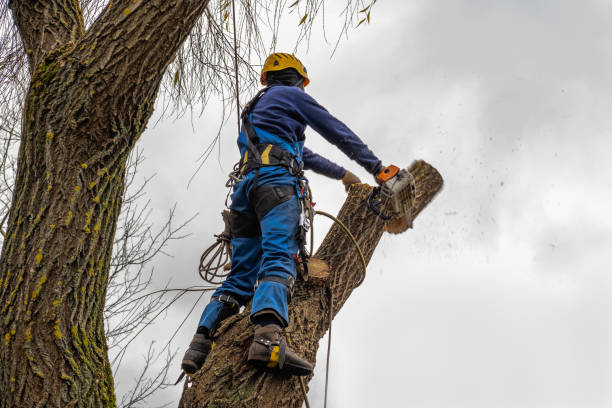 Best Tree Clearing Services  in Valley Forge, TN